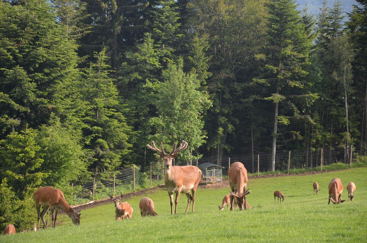 Wildwiesenhof Miesenbach  Kültér fotó